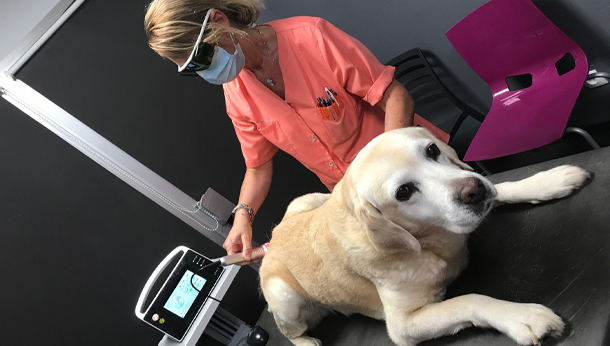 Séance de thérapie laser chien